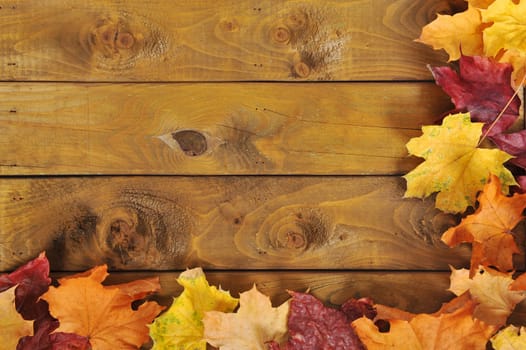 original autumn foliage in different colours on wooden floor