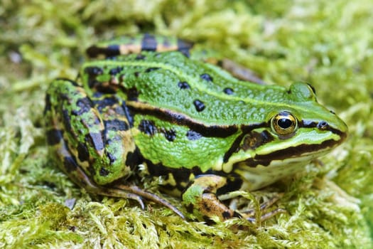Water frog