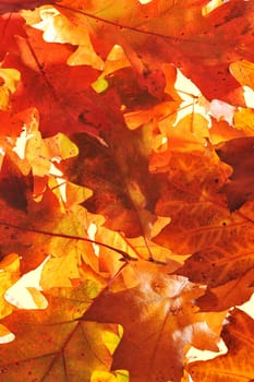 original autumn oak leaves in different shades of brown and red