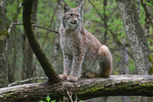 Lynx