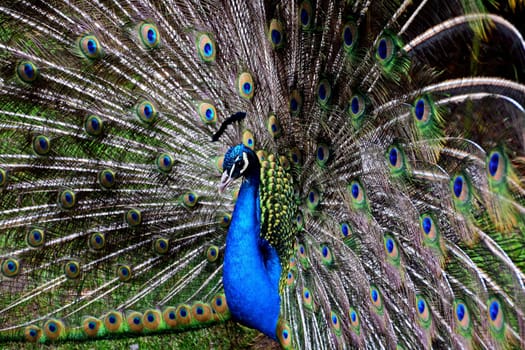 Peacock