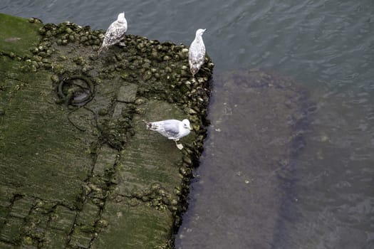 Detail of sea bird in a fishing port, wild birds
