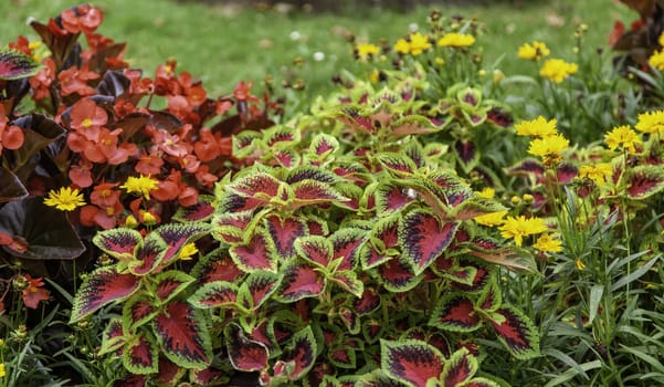 Detail of colored flowers for decoration, nature