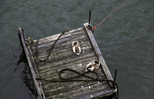 Detail of wild birds on a sea dock, freedom and nature