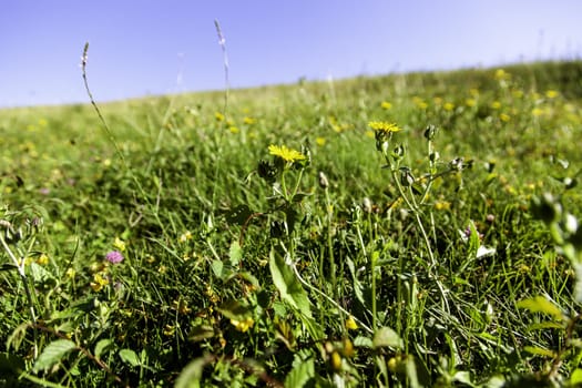 Detail of wild vegetation in the field, nature and summer