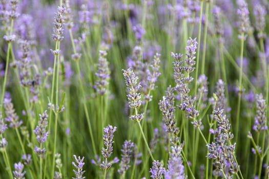 Detail of insects pollinating lavender plants