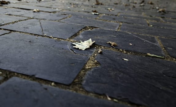 Detail of fallen autumn leaves on the ground, season of the year