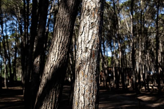 Detail of trees in nature, environment and life