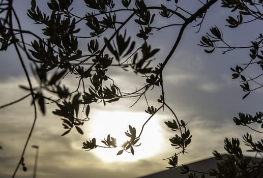 Detail of sunset in the forest, nature