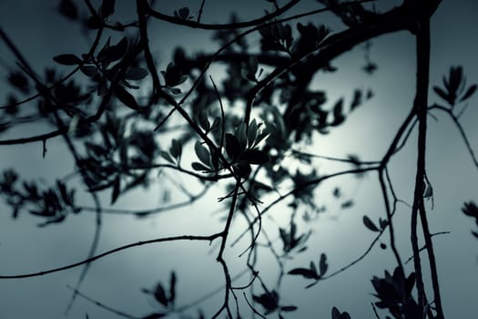Detail of sunset in the forest, nature