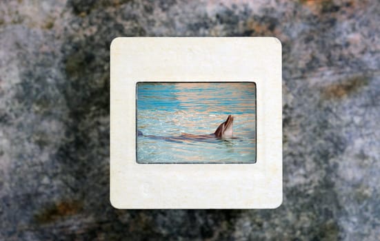 Dolphin on slide film