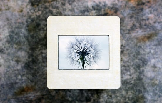 Dandelion on slide film