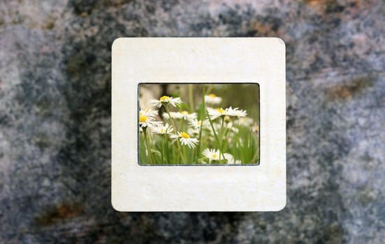 Flowers on slide film