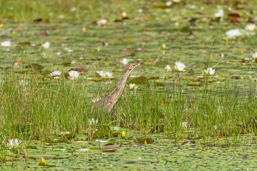 An American Bittern Peering from the Reeds in the Seney Wildlife Refuge in Michigan