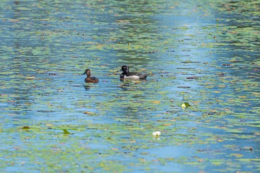 A pair of Ring Necked Ducks in a North Woods Pond in the Seney Wildlife Refuge in Michigan