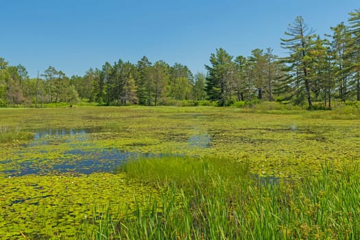 Lily Pad Covering a North Woods Wetland in the Seney Wildlife Refuge in Michigan