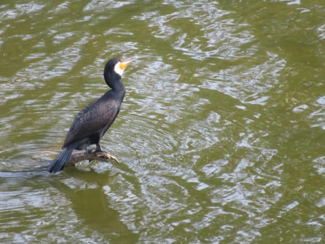 cormorant big bird beautiful black fisherman swimmer