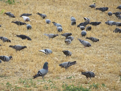 pigeons feathers food hunting natural animal urban beak