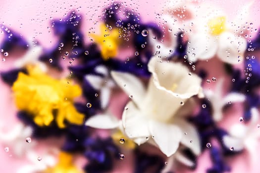 Floral background. Various daffodil flower heads, hyacinth blurred top view flat lay with water drops on the glass. Deep purple, pink, white, yellow colors. Copy space for text. High quality photo