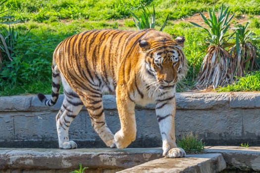 Angry tiger in a wildlife zoo - one of the biggest carnivore in nature.