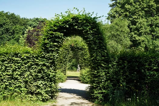 Hedge arch in a botanical garden