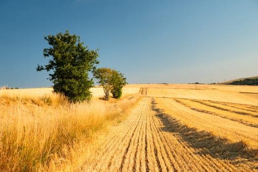 Field with cultivated barley Germany, harvest in the summer, agriculture for food, farmland on the countryside
