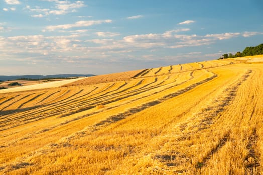 Field with cultivated barley Germany, harvest in the summer, agriculture for food, farmland on the countryside
