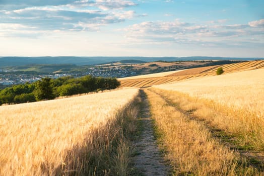 Field with cultivated barley Germany, harvest in the summer, agriculture for food, farmland on the countryside