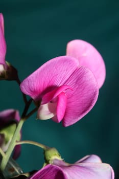 Violet wild climber flower blossoming macro botanical background lathyrus latifolius family leguminosae high quality big size modern print