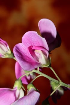 Violet wild climber flower blossoming macro botanical background lathyrus latifolius family leguminosae high quality big size modern print