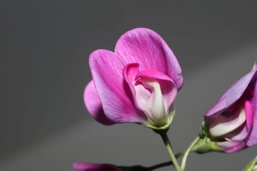 Violet wild climber flower blossoming macro botanical background lathyrus latifolius family leguminosae high quality big size modern print