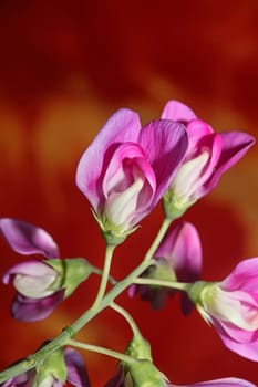 Violet wild climber flower blossoming macro botanical background lathyrus latifolius family leguminosae high quality big size modern print