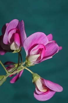 Violet wild climber flower blossoming macro botanical background lathyrus latifolius family leguminosae high quality big size modern print