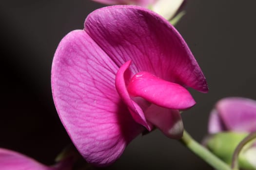 Violet wild climber flower blossoming macro botanical background lathyrus latifolius family leguminosae high quality big size modern print