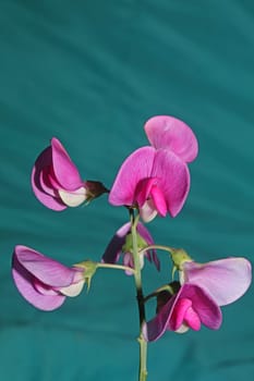 Violet wild climber flower blossoming macro botanical background lathyrus latifolius family leguminosae high quality big size modern print