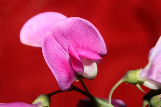 Violet wild climber flower blossoming macro botanical background lathyrus latifolius family leguminosae high quality big size modern print