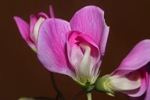 Violet wild climber flower blossoming macro botanical background lathyrus latifolius family leguminosae high quality big size modern print