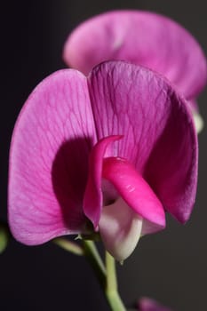 Violet wild climber flower blossoming macro botanical background lathyrus latifolius family leguminosae high quality big size modern print