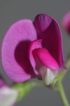 Violet wild climber flower blossoming macro botanical background lathyrus latifolius family leguminosae high quality big size modern print
