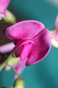 Violet wild climber flower blossoming macro botanical background lathyrus latifolius family leguminosae high quality big size modern print