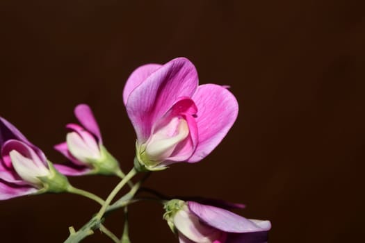 Violet wild climber flower blossoming macro botanical background lathyrus latifolius family leguminosae high quality big size modern print