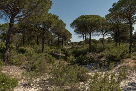 Landscape of Donana National Park in Andalusia, Spain