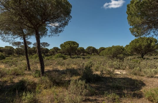 Landscape of Donana National Park in Andalusia, Spain