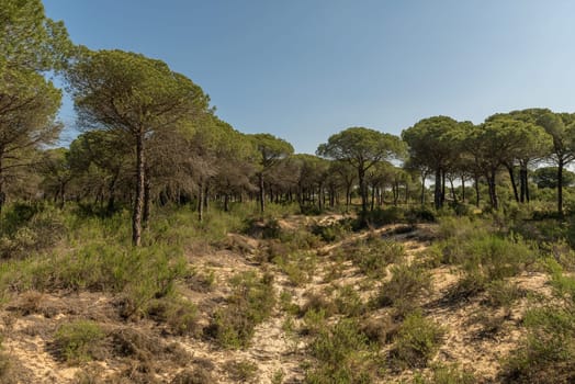 Landscape of Donana National Park in Andalusia, Spain