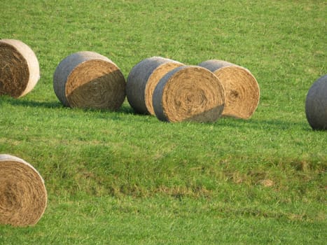 large piles of straw animal feed collection field