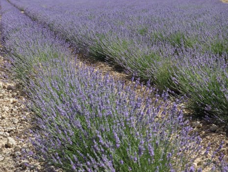 beautiful field lavender flowers aroma natural color insect oils