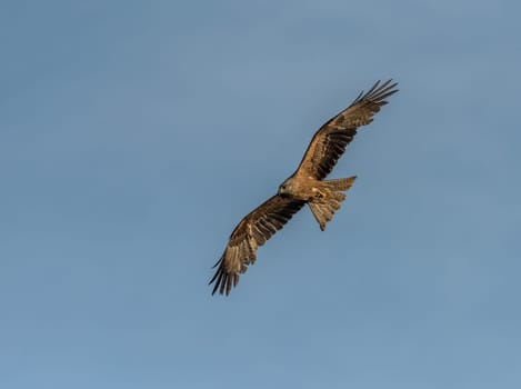 Black kite in flight over the River Ebro in Spain