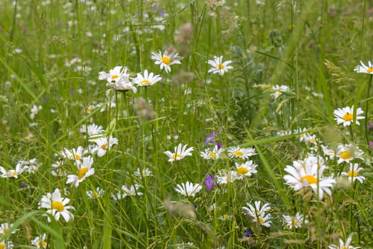 Ox-eye Daisy (Leucanthemum vulgare) in garden