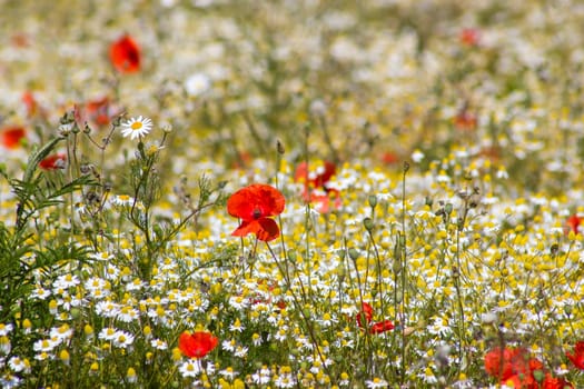 wild flowers - poppies and chamomiles, soft focus