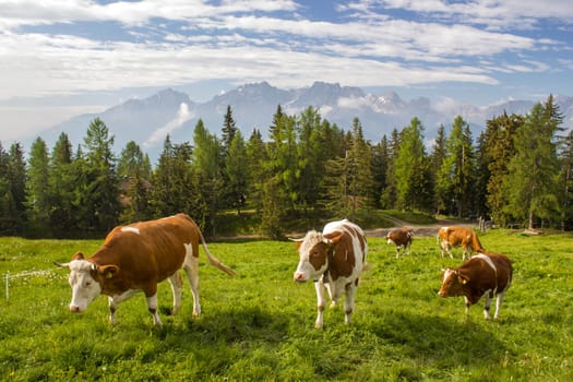 cows at an alpine meadow - landscape of Lienz Dolomites in Austria. Massive Alpine mountains. East Tyrol